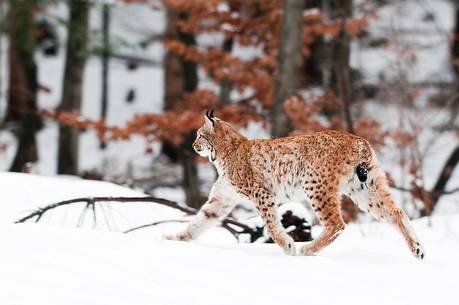 Lynx
(lynx lynx) in the forest