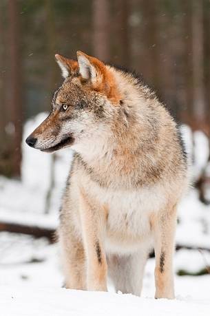 Wolf (canis lupus) in the
forest