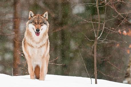 Wolf (canis lupus) in the
forest