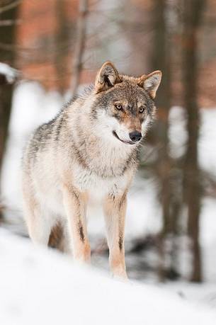 Wolf (canis lupus) in the
forest