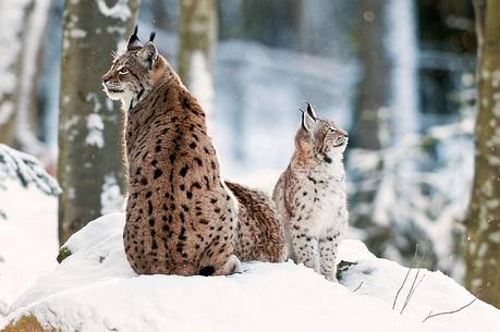 Lynx
(lynx lynx) in the forest