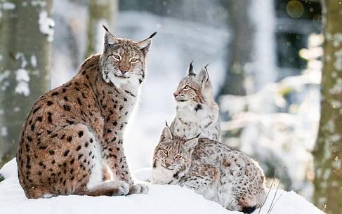 Lynx
(lynx lynx) in the forest