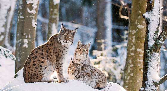 Lynx
(lynx lynx) in the forest