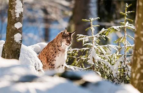 Lynx
(lynx lynx) in the forest