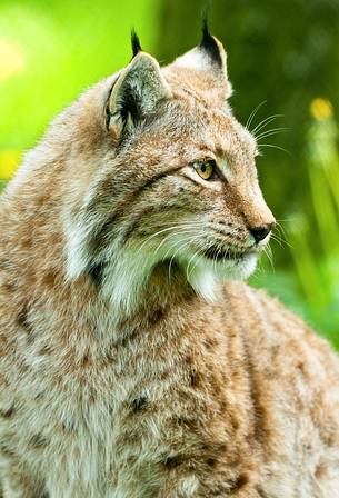 Lynx
(lynx lynx) in the forest