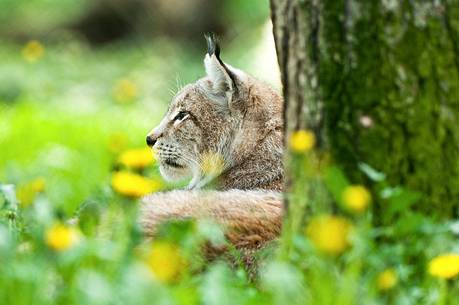 Lynx
(lynx lynx) in the forest