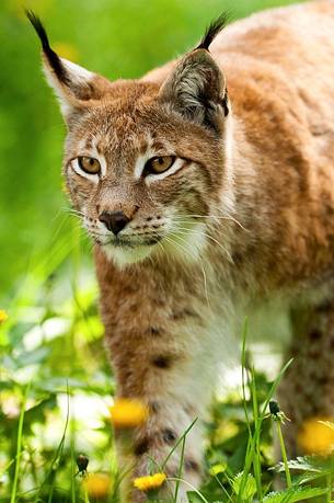 Lynx
(lynx lynx) in the forest