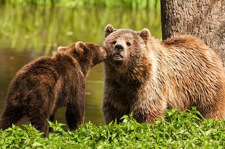 Summer,
bear (ursus arctos) in the
river, mother and pup