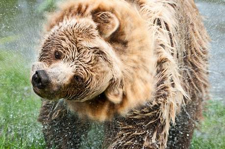 Summer,
bear (ursus arctos) in the
river