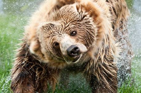 Summer,
bear (ursus arctos) in the
river
