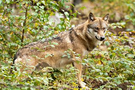 Wolf (canis lupus) in the
forest