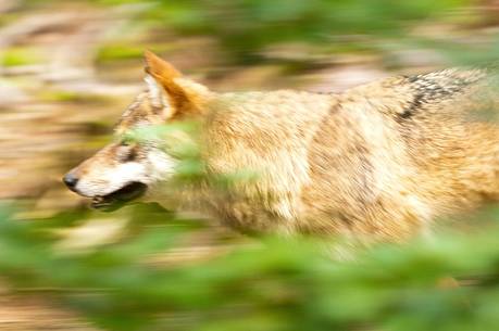 Wolf (canis lupus) in the
forest
