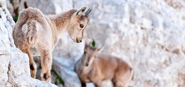 Summer,
ibex (capra ibex) with
puppy in Montasio
mountain