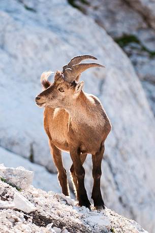Summer,
ibex (capra ibex) 
mountain