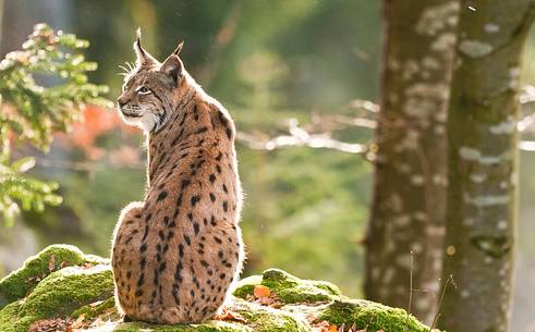 Lynx
(lynx lynx) in the forest