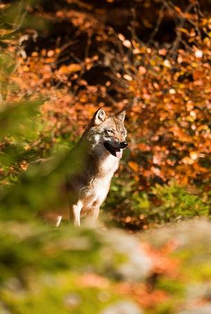 Wolf (canis lupus) in the
forest