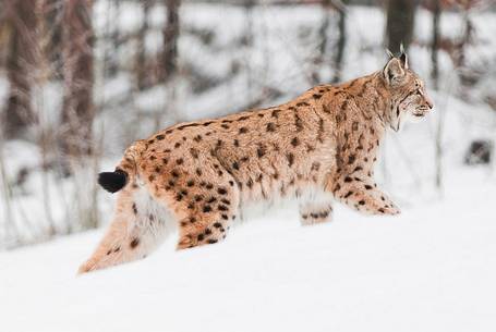 Lynx
(lynx lynx) in the forest