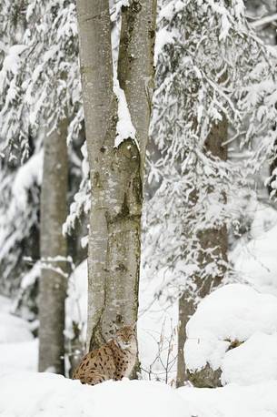 Linci (Lynx Lynx) in the
forest under an intense snowfall