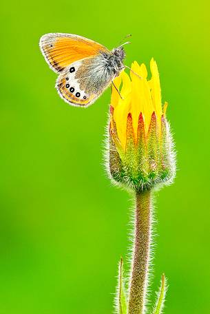 Butterfly over an alpine flower