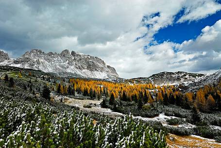 First snow over the larch-trees forest, in the background Creta di Aip mountain