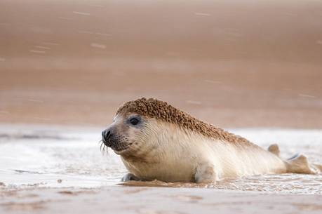 Grey seal pup on the beach