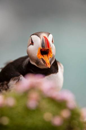 the color and the sympaty of the puffin