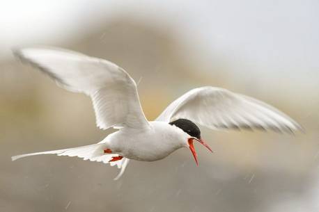 The elegance of Artic tern