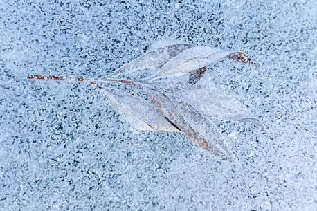 Leaf trapped in ice