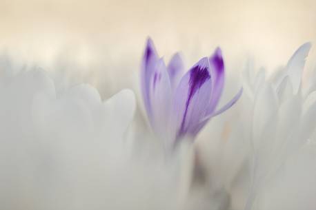 the sensitivity of the flowering crocus