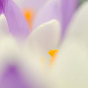 the sensitivity of the flowering crocus