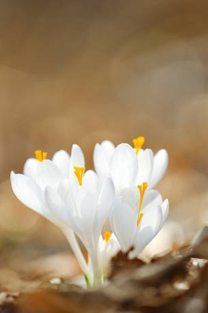 the sensitivity of the flowering crocus