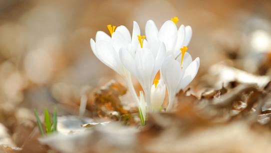 the sensitivity of the flowering crocus