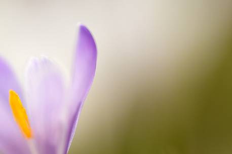 the sensitivity of the flowering crocus