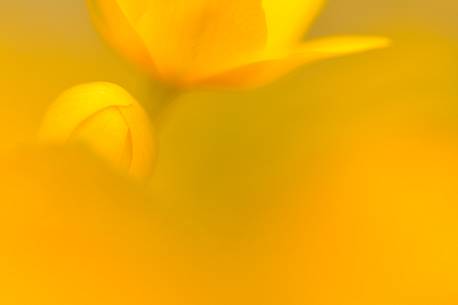 the sensitivity of the flowering crocus
