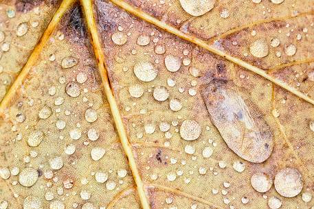 drops of the first autumn rains are placed on the fallen leaves