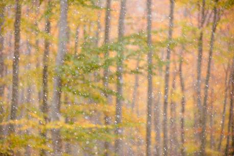 the autumn forest under a early snowfall