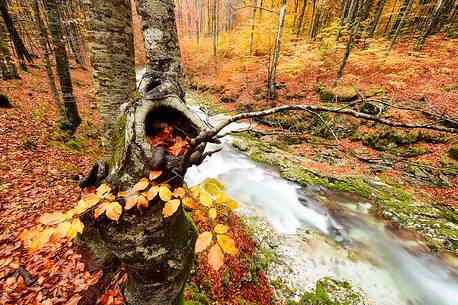 the wood takes on the warm colors of autumn