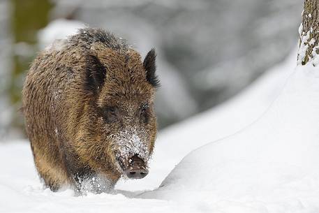 The Boar advances in the woods after a snowfall