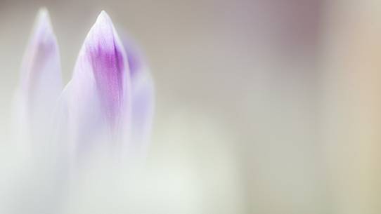 the sensitivity of the flowering crocus