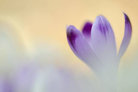 the sensitivity of the flowering crocus