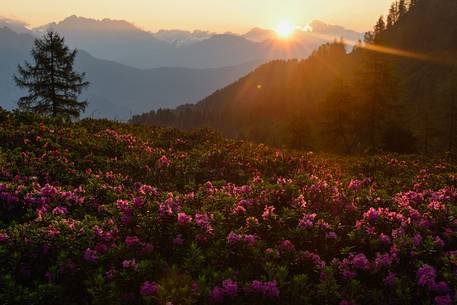 the rhododendron bloom framin the Dolomiti Pesarine from the mountain pastures above Sauris