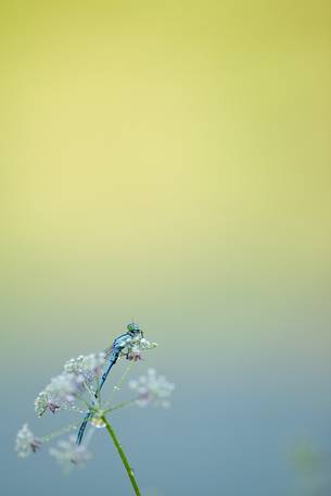 the lightness of the dragonfly waitng for the first rays of sun the lightness of the dragonfly waitng for the first rays of sun