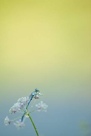 the lightness of the dragonfly waitng for the first rays of sun