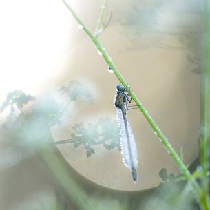 the lightness of the dragonfly waitng for the first rays of sun