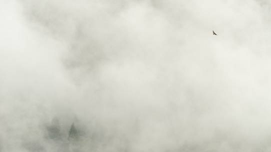 a lone buzzard flying over the forest surrounded by fog