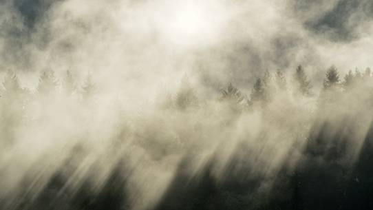 forest emerges from the fog after a thunderstorm