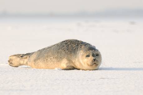 gray seals flock to the beach of Donna Nook during the winter to give birth and mate