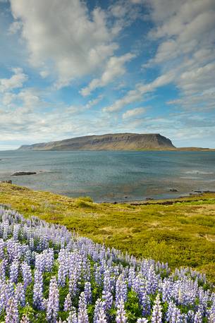 lupine flowers as a far as the eye color the volcanic soils of iceland