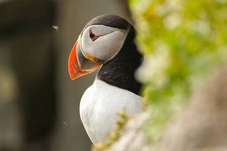 the cute and colorful Puffins crowd the cliffs of Latrabjarg