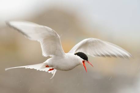 the elagant flight of artic tern
